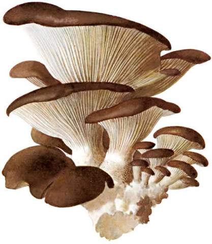 Girgolas